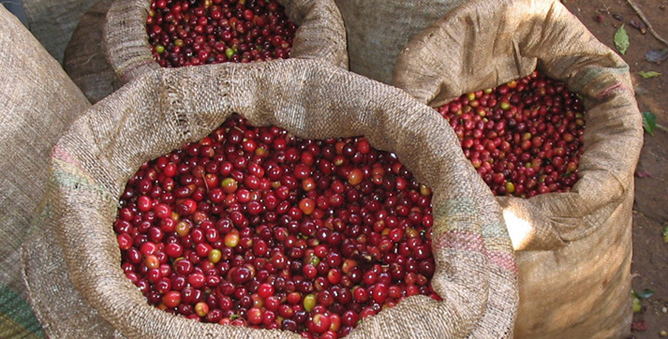 Natural coffee drying on raised African beds