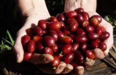 Differences Between Yirgacheffe and Sidamo: Flavor Characteristics and Distinctive Features