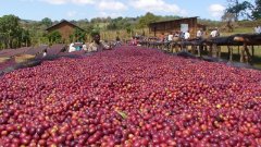 Costa Rica Tarrazu Diamond Mountain High Altitude Strictly Hard Bean Red Honey Coffee Flavor Profile and Aroma Description