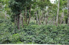 Panama - La Esmeralda Diamond Mountain Series Origin Introduction and Flavor Description