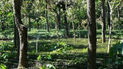 Papua New Guinea Sigri/Paradise Bird Estate Introduction Sigri/Paradise Bird Pour-over Parameters