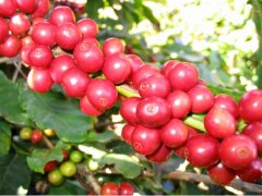 Introduction to Yirgacheffe Idido Cooperative (IDIDO) and Yirgacheffe Idido Coffee Roasting Flavor Profile