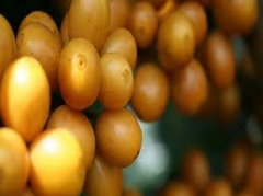 Costa Rica Canet Estate Beethoven Fine Black Honey Process Yellow Catuai