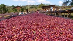 Introduction to Catuera Estate's Delicate Full Natural Process - The Secret to Catuera Estate Coffee's Exceptional Taste