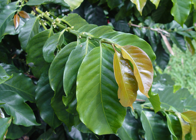 Blue Diamond Mandheling coffee beans