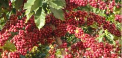 Detailed Introduction to Yirgacheffe-Michelle Coffee Cooperative