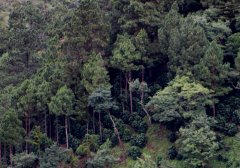 El Salvador Coffee COE Estate - Cup of Excellence Champion Santa Rosa Estate Introduction