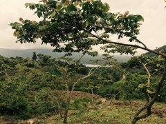 Honduras Highland Coffee Prices Premium Small Farmer Selected Batches Coffee Beans