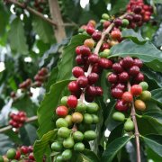 Guatemala Pour-Over Coffee | Characteristics of Huehuetenango Coffee Beans