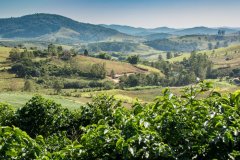 Brazil Coffee Estate Itagucu Farm Brazil Coffee Variety Mundo Novo