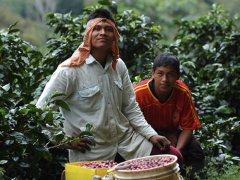 Record of Gold Mandheling Harvesting, Processing and Production Process | Differences Between Mandheling and Gold Top Mandheling