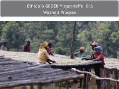 How to Brew Yirgacheffe Coffee Beans for the Best Flavor? Hand-Drip Yirgacheffe Coffee Flavor Profile and Characteristics