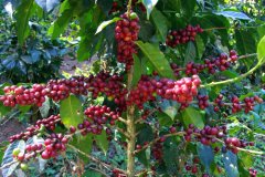 Guatemala Pour-Over Coffee Notes: Introduction to Five Major Coffee Growing Regions