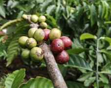 Unique Coffee Flavors of Costa Rica - Flavor Descriptions of Canet Estate Bahia Honey Process Series