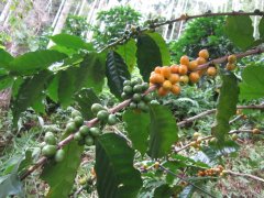 Instant Coffee Comes in Various Flavors, So Why Do We Still Choose to Brew Our Own?