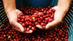 Coffee Variety Introduction: Caturra Coffee - Also Known as 