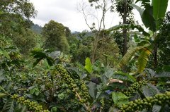 Golden Mandheling Coffee Bean Flavor | Golden Mandheling - Pure Hand-Harvested