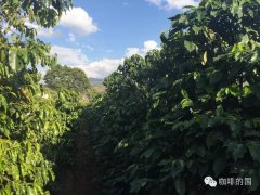 Yunnan Coffee Bean Varieties Introduction - Flavor Characteristics and Stories of Yunnan Catimor Small Bean Coffee