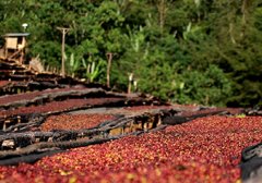 Ethiopia Natural Guji Hambela Coffee Bean G1 Flavor Profile - Flower Queen Coffee Pour-Over Taste Description
