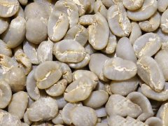 Are You Drinking Real Mandheling? The Exceptional Geographical Environment That Cultivates Unique Golden Mandheling