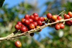 Kenya Coffee Bean Recommendations - Characteristics of Kenya SL Varieties - Distinctive Features of Kenya AA Coffee