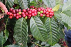 Costa Rica Red Honey Process Coffee Beans Flavor Profile | Characteristics of La Hacas Coffee