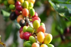 Yirgacheffe Konga Coffee Bean Characteristics - Comparison of Washed vs Natural Yirgacheffe Coffee Flavor Profiles
