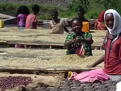 Washed Yirgacheffe Aricha Idido/Aricha Coffee Beans - The Difference and Relationship Between Aricha and Idido