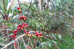Ethiopia Limu Region Washed G1 Coffee Flavor: How to Enjoy Washed Limu Coffee Beans