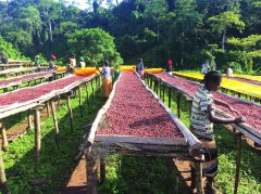 Coffee Processing Methods: What Types of Natural Processing Exist? What's the Difference Between Natural and Semi-Natural Processing?