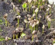 Can Coffee Be Grown in China? FrontStreet Coffee Plantation Nursery, Planting, and Shade Cultivation Technical Records