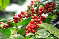 Rwanda Red Bourbon Coffee Characteristics - Differences Between Red Bourbon and Yellow Bourbon