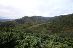 Introduction to Rare Pink Bourbon Coffee Beans - Origin Story and Cultivation Details