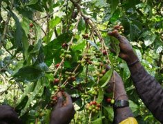 Which Tastes Better: Geisha Coffee or Blue Mountain No. 1 Coffee - Flavor and Taste Characteristics of Blue Mountain Geisha Coffee Beans