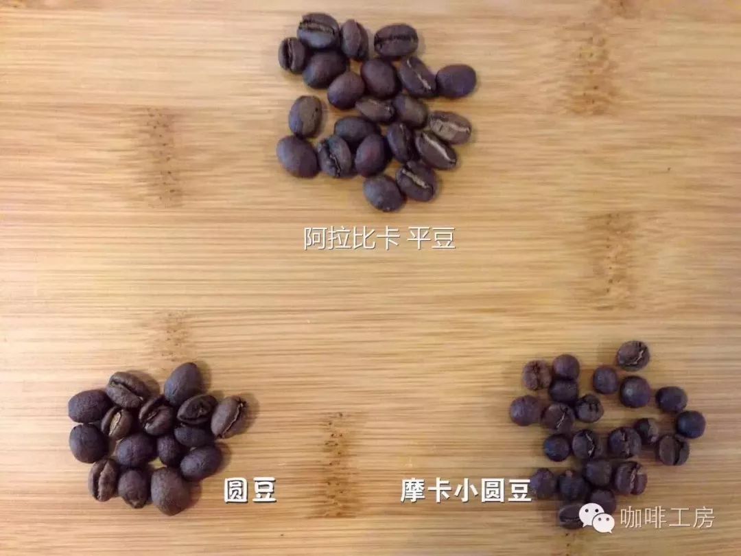 Comparison of Yemen coffee bean sizes