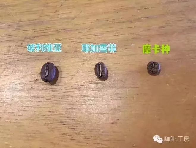 Detailed view of Yemen coffee bean characteristics