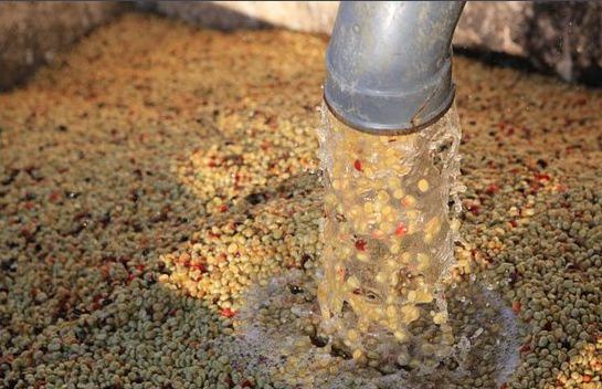 Washed coffee processing