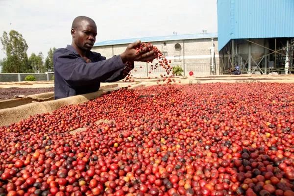 Uganda natural coffee