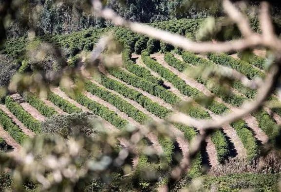 Brazil Yellow Bourbon Beans