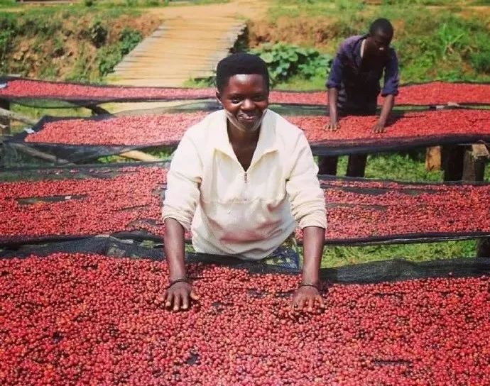 Ethiopian Coffee Beans