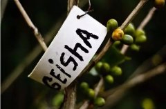 Panama Janson Estate Coffee Gold Roast Pour Over, Siphon Geisha Brewing Methods