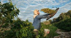 What Does Two Lakes Double Mandheling Mean? What Are the Characteristics of Two Lakes Double Mandheling Coffee?