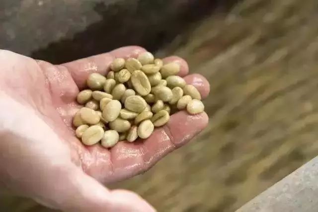 Introduction to Coffee Processing Methods: What's the Difference Between Wet-Hulled, Honey, Natural, and Washed Processing?