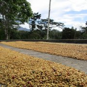 The Story of Finca Santa Teresa Estate: Panama's Santa Clara Coffee Region