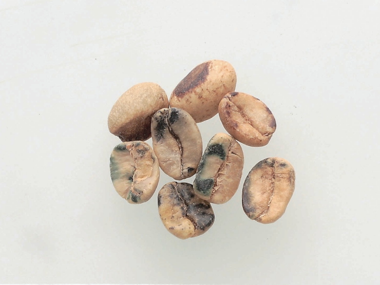 Moldy coffee beans