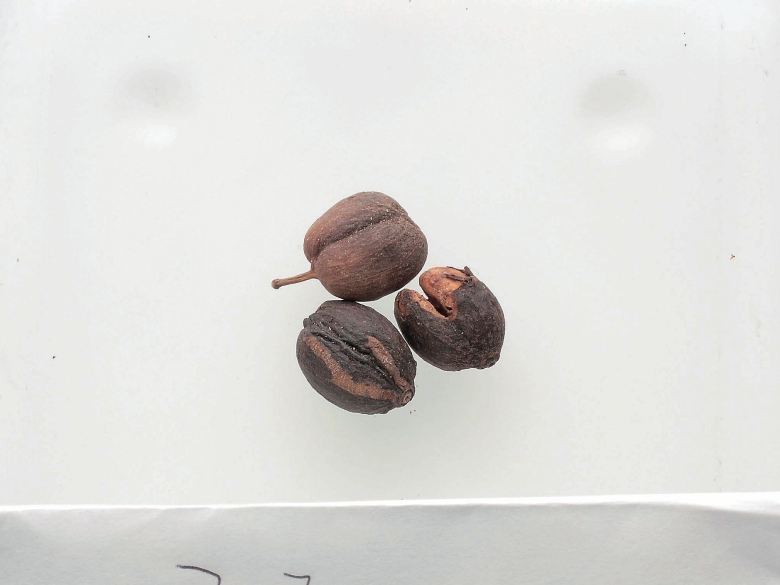 Stinker coffee beans