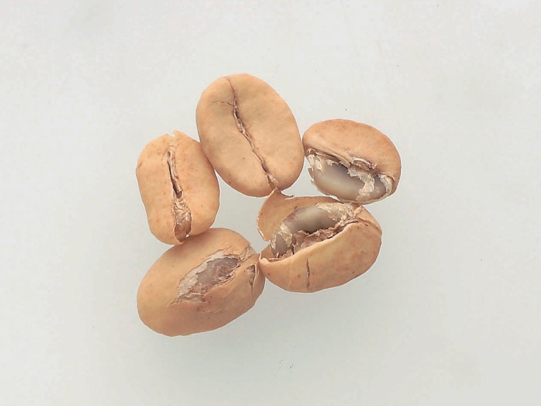 Parchment coffee beans