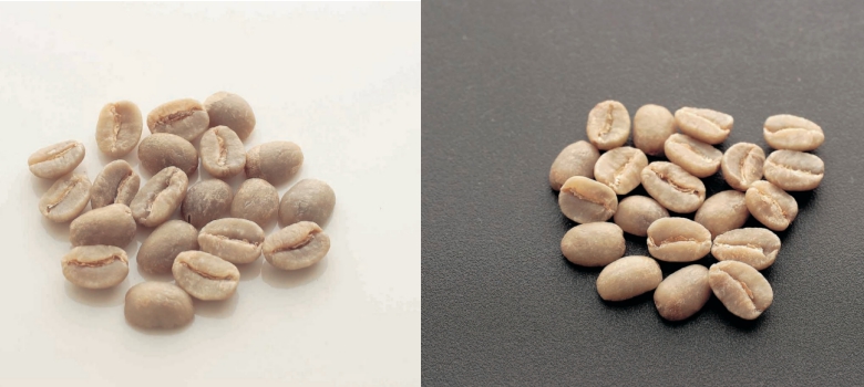 Comparison of white and black trays for coffee bean sorting