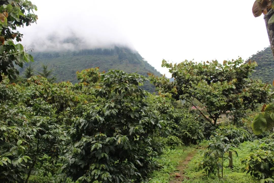 Coffee processing facilities