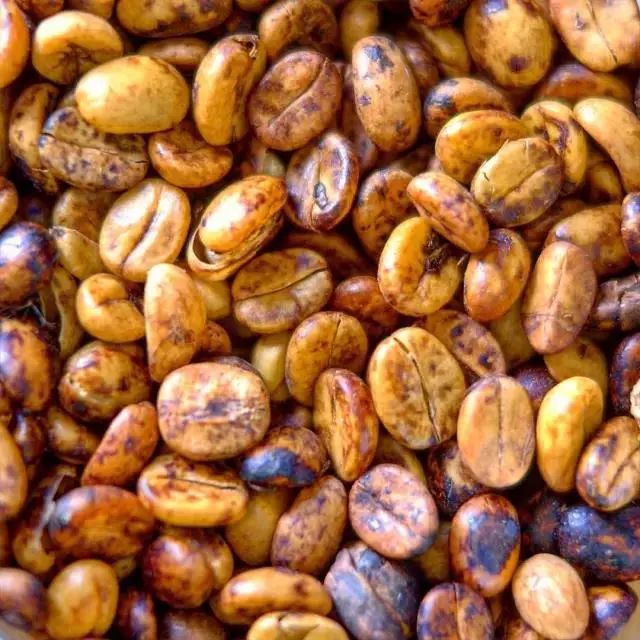 Costa Rica Shumava Black Honey Process Coffee Bean Flavor - What Are the Rich Nutty-Tasting Coffee Beans